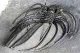 Rare, Spiny Heliopeltis Trilobite - Large Example #382822-4